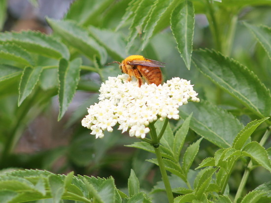 Carpenter bee