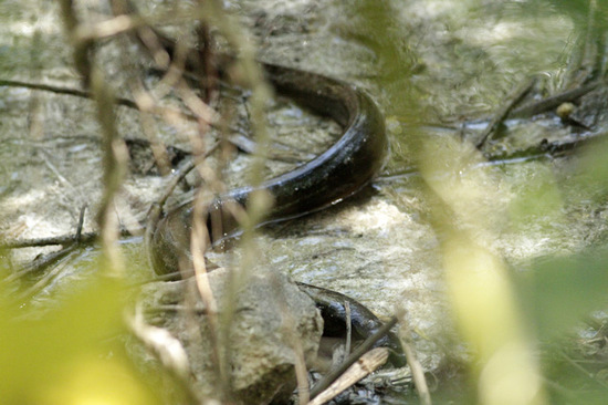 Anguila criolla
