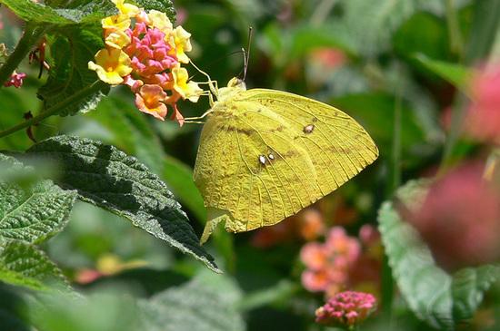 Azufrada coluda
