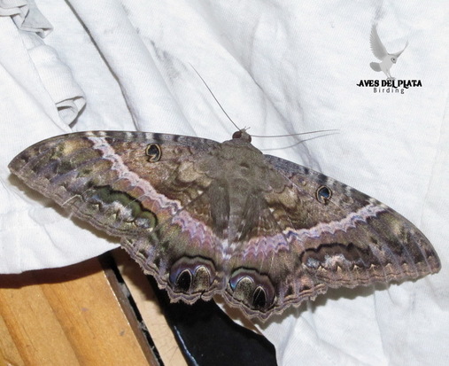 Polilla bruja