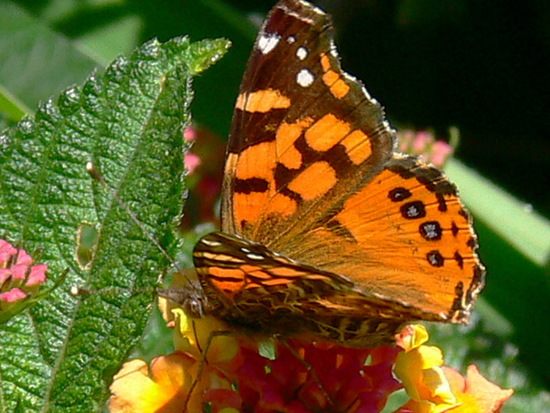 Dama manchada 