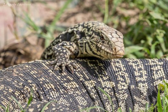 Lagarto overo