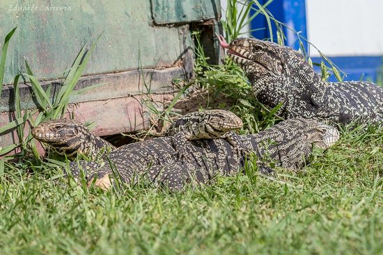 Lagarto overo