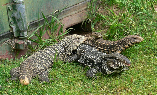 Lagarto overo