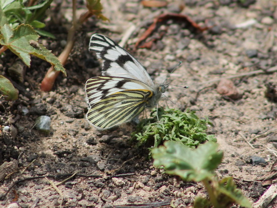 Lechera argentina 
