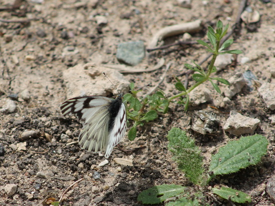 Lechera argentina 