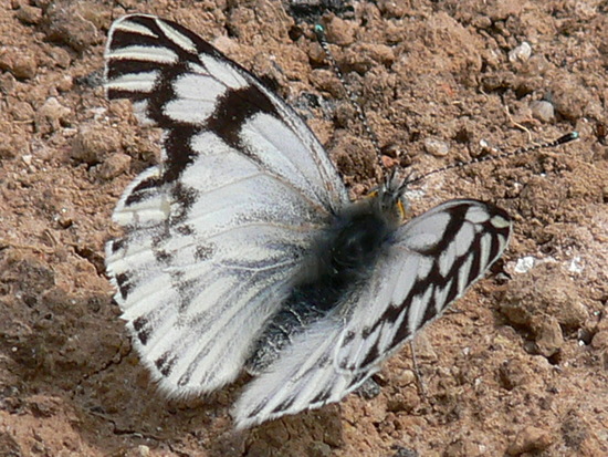 Lechera argentina 