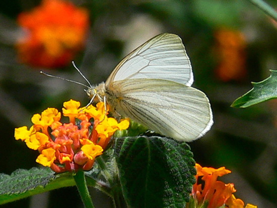 Lechera ribereña