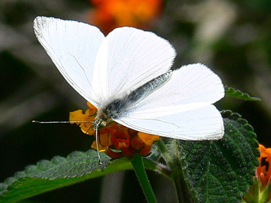 Lechera ribereña