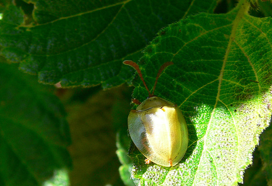Paraselenis sp