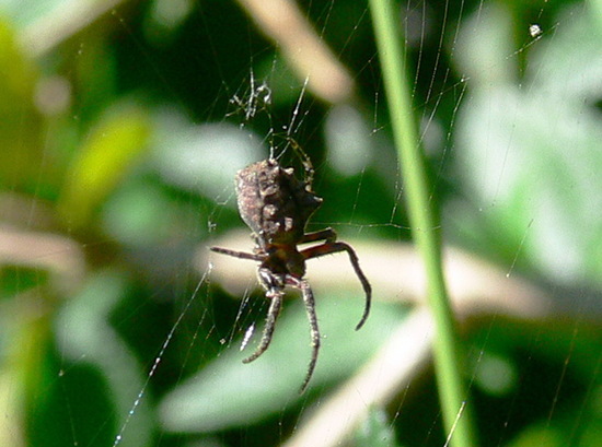 Orb weaver