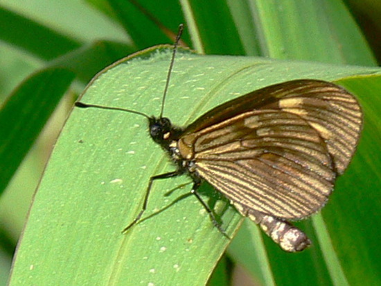 Perezosa común 