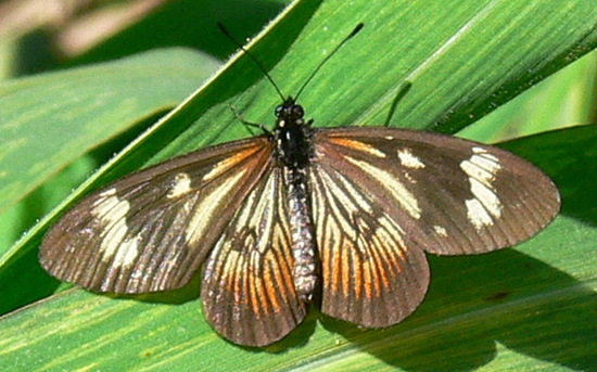 Perezosa común 