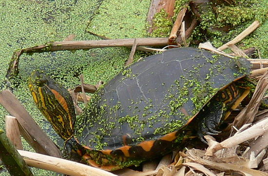 Tortuga pintada