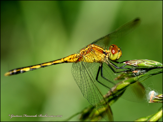 Dragonfly/Skimmers