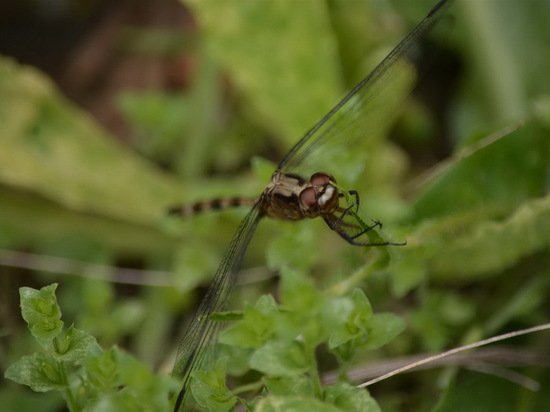 Dragonfly