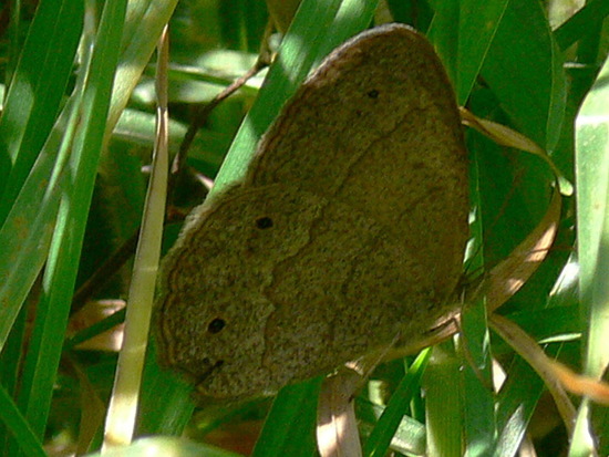 Marrón del Pastizal 