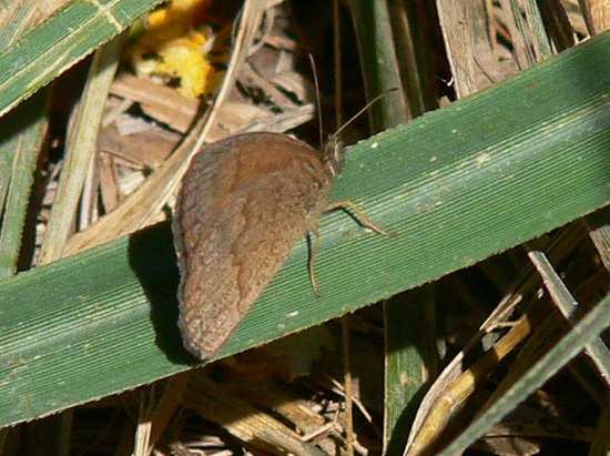 Marrón del Pastizal 