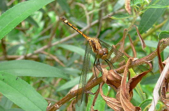 Dragonfly