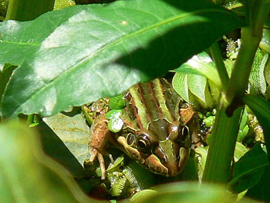 Creole frog