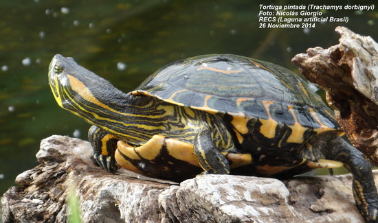 Tortuga pintada