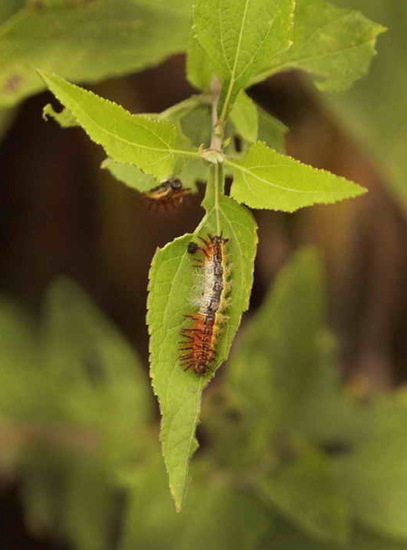 Perezosa