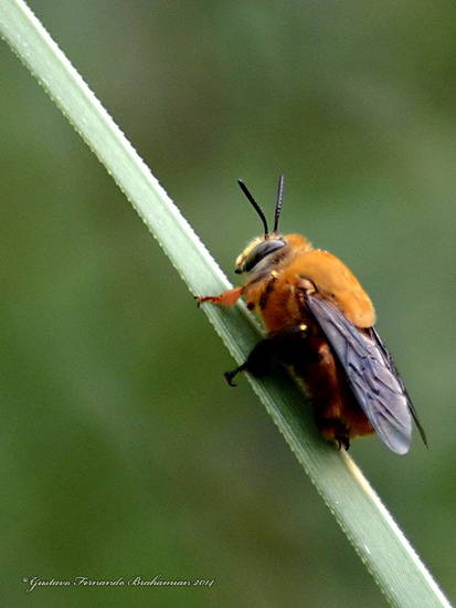 Solitary bee