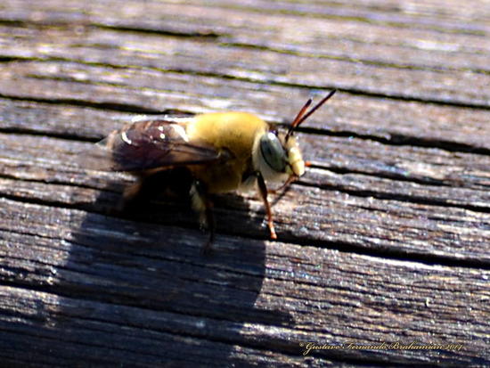 Solitary bee