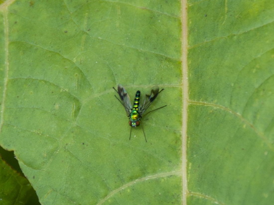 Long-legged fly
