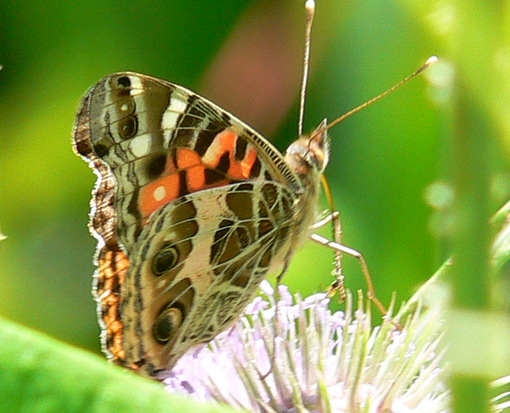 Dama pintada 