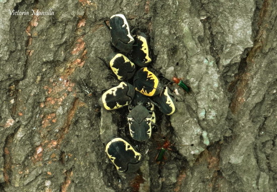 Gymnetis pudibunda
