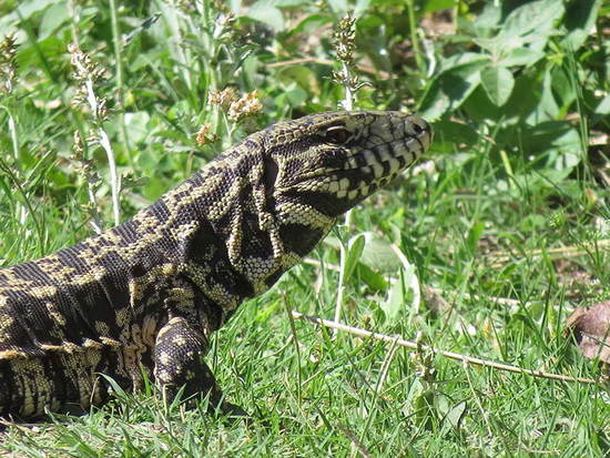 Lagarto overo