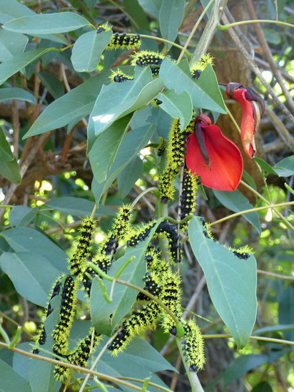 Polilla ojos de venado