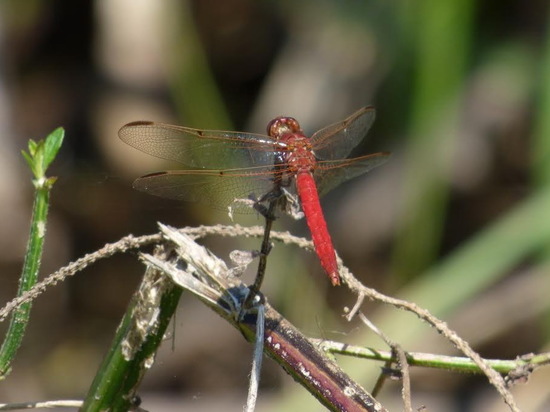 Dragonfly/Skimmers
