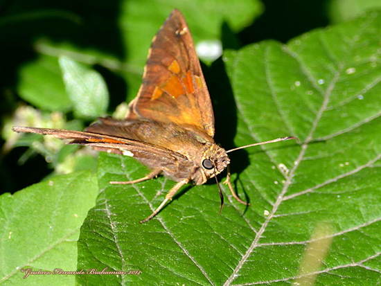 Plateada común