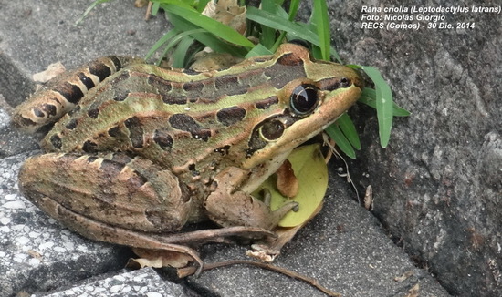 Rana criolla