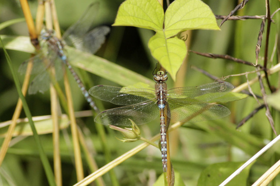 Dragonfly/Darners
