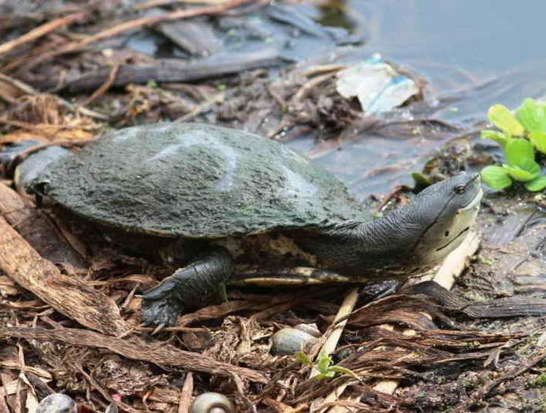 Tortuga de laguna