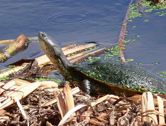 Tortuga de laguna