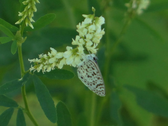 Yuyera