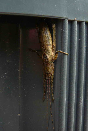 Katydid