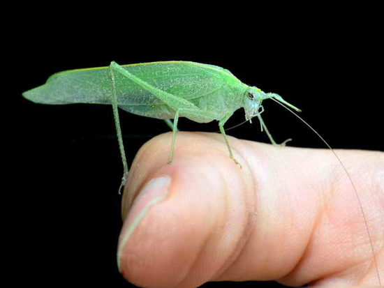 Katydid