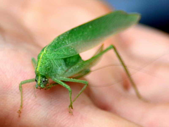 Katydid