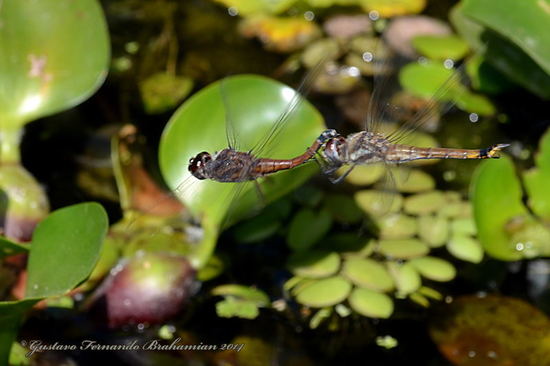 Dragonfly