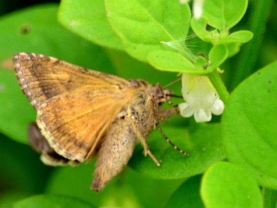 Polilla medidora