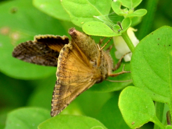 Polilla medidora