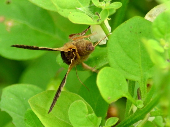 Polilla medidora