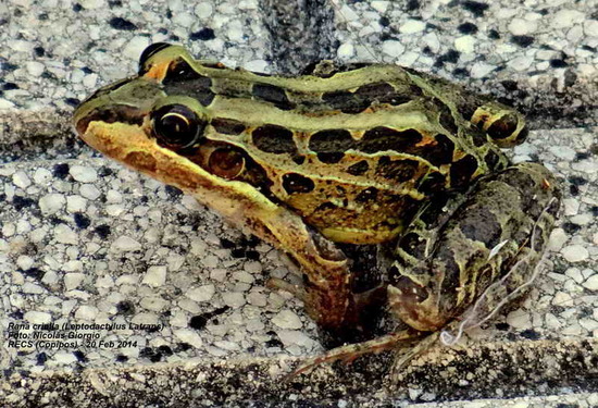 Rana criolla