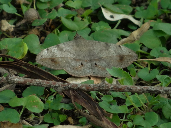 Polilla de las leguminosas