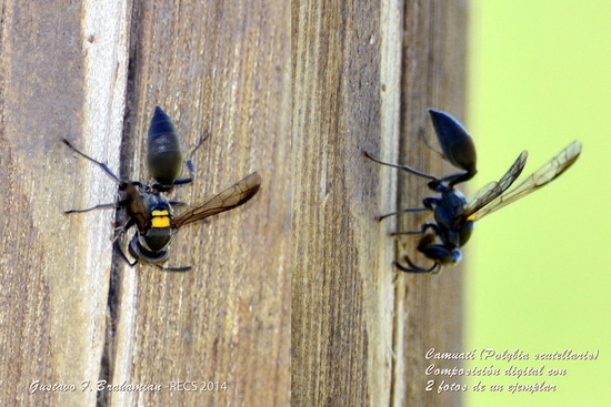 Camuati Wasp